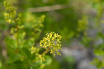 vista macro di tantissimi e microscopici fiori gialli di una pianta selvatica in un ambiente...