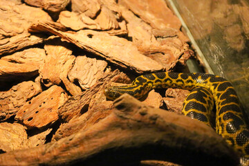 The photograph shows a yellow anaconda snake among bark. The snake lies on a branch. The bark is brown, textured. The background is blurred. The photograph conveys the concept of wildlife.