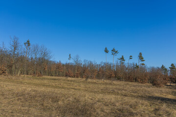 Poinsettia meadow in the Kamenny vrch nature reserve in Brno on March 5, 2025