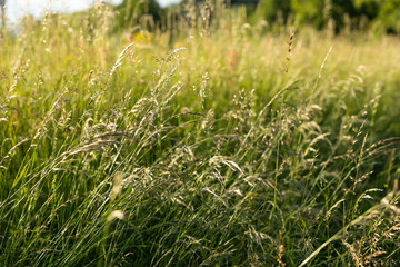 vista macro di ciuffi di erba alta ed altre piante erbacee spontanee di colore verde, in un ambiente rurale e naturale di campagna nel nord-est Italia, di giorno, illuminato dal sole, in estate
