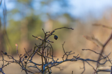 Fototapeta premium Poinsettia meadow in the Kamenny vrch nature reserve in Brno on March 5, 2025