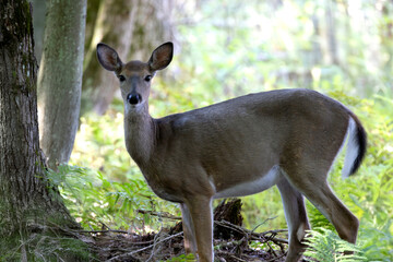 White-tailed deer Odocoileus virginianus standing quietly at the edge of the forest