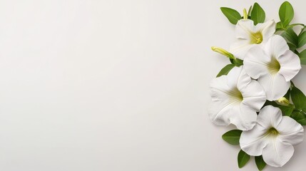 Fototapeta premium White Flowers and Green Leaves on White Background