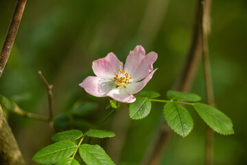 vista macro di un fiore selvatico di rosa canina in un ambiente naturale in estate