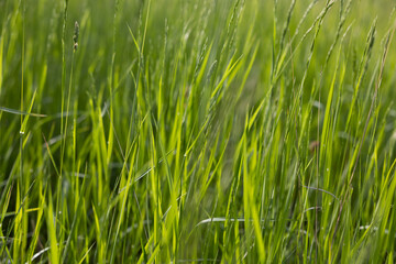 vista macro di tantissimi ciuffi d'erba alta e di colore verde in un campo naturale, di giorno, in estate
