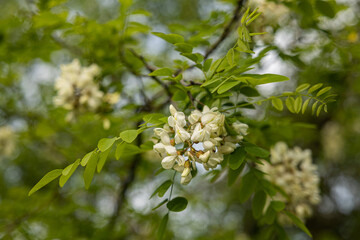 vista macro dei fiori bianchi e delle foglie verdi sui rami di un albero di acacia in primavera