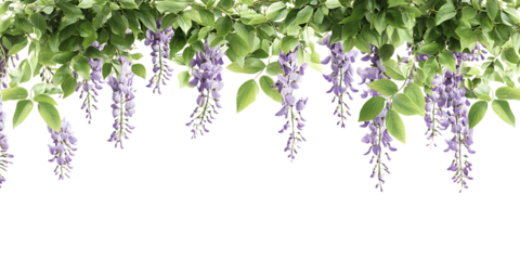 Beautiful purple wisteria flowers hanging down from lush green branches on transparent background