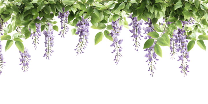 Beautiful purple wisteria flowers hanging down from lush green branches on transparent background