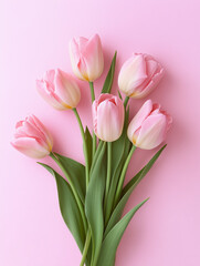 Flat lay of fresh pink tulips on a soft pastel pink