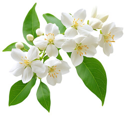 Beautiful white blossoms spring flowers branch isolated on plant bloom on transparent background