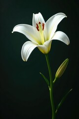 Fototapeta premium Large lily flower with long stem and pure white petals, lily, bloom