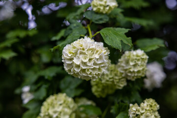 fiori bianchi e verdi di una pianta di ortensia in estate