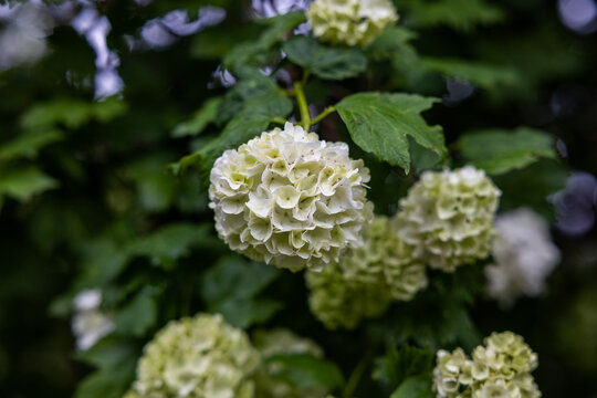 fiori bianchi e verdi di una pianta di ortensia in estate