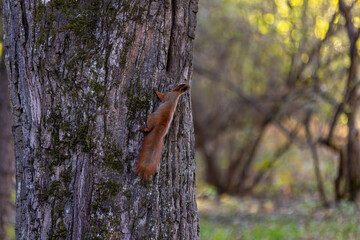 A red squirrel clings to the rough bark of a tree, its bushy tail hanging down. The background features a softly blurred autumn forest with golden sunlight filtering through the trees.