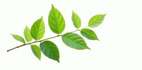 Fototapeta premium Single branch isolated on white background with subtle leaf veins, foliage, isolated