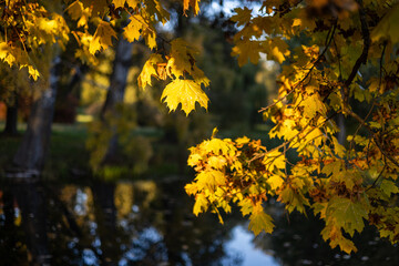 Sunlit branches with yellow-green leaves stretch over a calm, dark lake. Gentle reflections shimmer on the water, creating a tranquil and serene atmosphere.