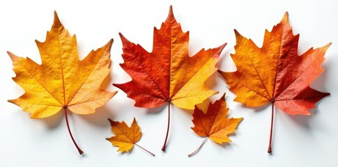 Fototapeta premium Dried leaves of autumnal trees on a bright white canvas, rustic, woodland, autumn leaves