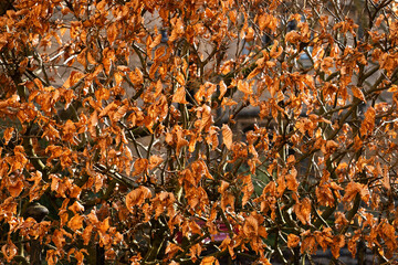Autumn leaves background, wrinkled and dry.