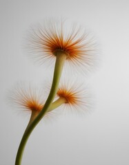 A single, white dandelion flower with fuzzy, orange-tipped petals stands against a white gradient background