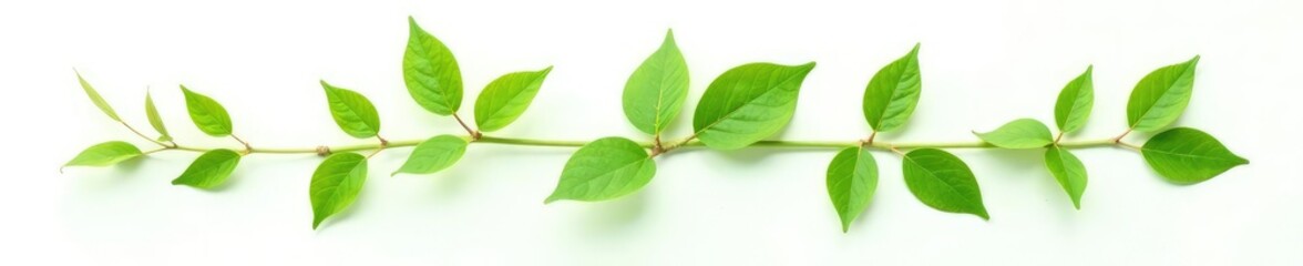 Obraz premium Green leafy branch isolated on white background, with a few delicate petals, foliage, leaves