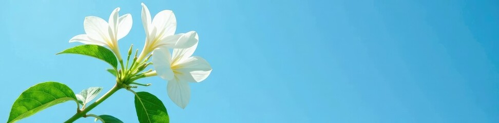 Fototapeta premium Green stem with thick white flowers against blue sky, inflorescence, botanical, leafy