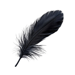 Obraz premium Single black feather with fine details, cut out 