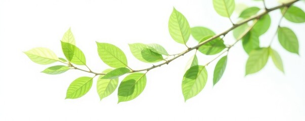 Obraz premium Leafy branches with delicate green leaves against a pure white background, nature photography, white, branch
