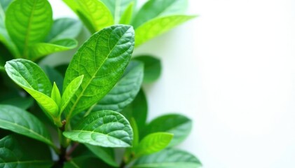 Obraz premium Leafy green foliage with intricate veins on a crisp white background, foliage, flowers, plant