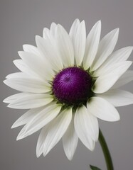 A white daisy with a purple center and green center petal.