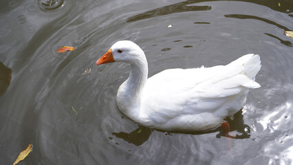 Graceful White Goose Swimming in a Pond