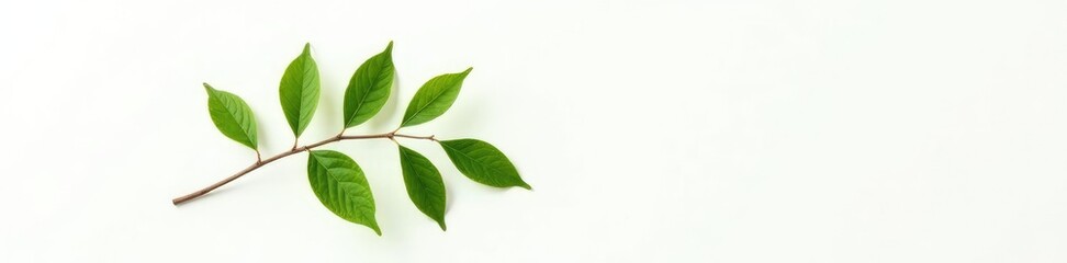 Obraz premium Single branch with leaves on white background, stem, purity