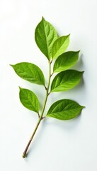 Fototapeta premium Single branch with leaves isolated on a white surface, detail, leaf branch