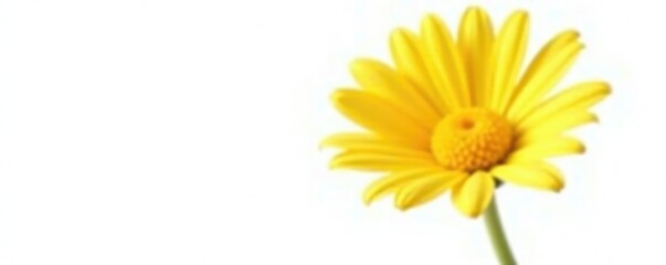Naklejka premium Single daisy flower isolated on a white background, botanical, yellow