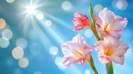 Blooming Gladiolus Against Sky: A Floral Symphony of Light and Delicate Color in the Open Air