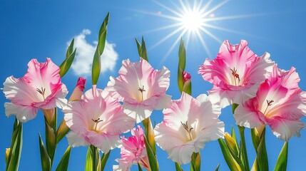 Gladiolus Flowers in the Sun: Vibrant Pink Blooms Against a Bright Blue Sky