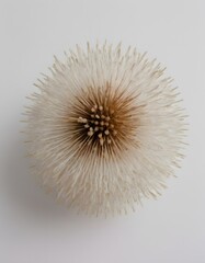 A spherical object with a white, speckled, circular pattern on its surface.