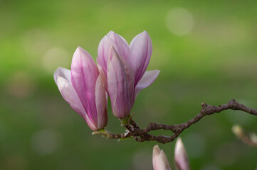 Fototapeta premium Magnolia soulangeana also called saucer magnolia flowering springtime tree with beautiful pink white flower on branches