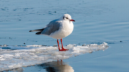 seagull on the beach