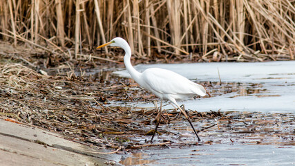 great blue heron