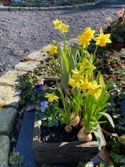 Einpflanzung mit Narzissen auf dem Friedhof im Frühling