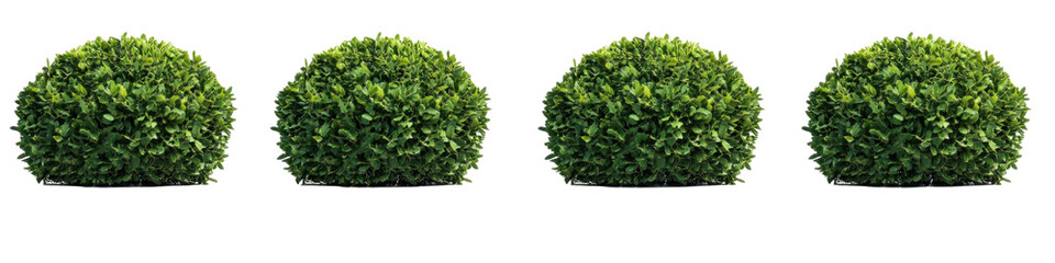 green grass on white background