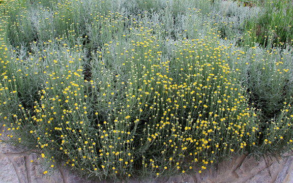 An evergreen santolina bush is blooming in the garden