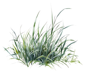 PNG  Small patch of grass illustration watercolor art.
