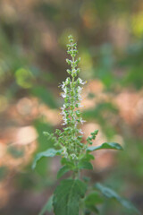 Indian Traditional Tulsi Plant in garden
