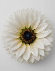 A single, unblended white daisy flower against a white background.
