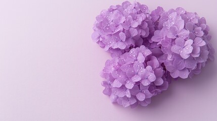 Beautiful lilac hydrangea flowers with water droplets resting on a soft pink surface