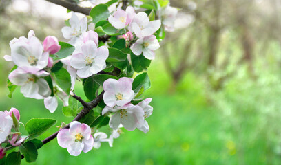 Flowers apple tree in blooming garden in sunlight in spring time