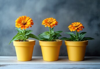 Vibrant orange flowers in yellow pots on a wooden surface against a textured background, showcasing nature's beauty and home decor potential