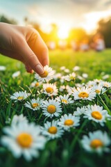 Hand picks a daisy flower in a vibrant field at sunset, showcasing nature's beauty and tranquility
