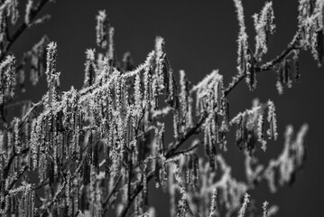 HOARFROST - Frost on the flowering hazel in the last days of winter
